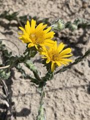 Chrysopsis gossypina
