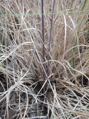 Gladiolus taubertianus