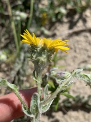 Chrysopsis gossypina