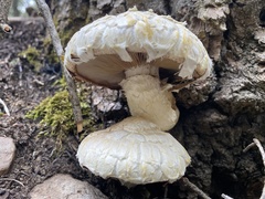 Hemipholiota