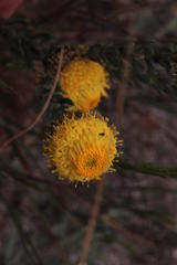 Leucadendron levisanus