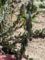 Chrysopsis gossypina