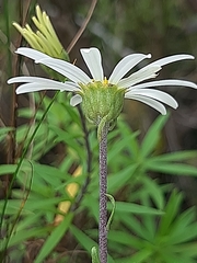 Osmitopsis osmitoides