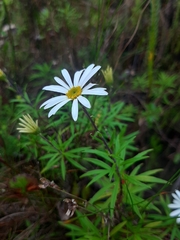Osmitopsis osmitoides