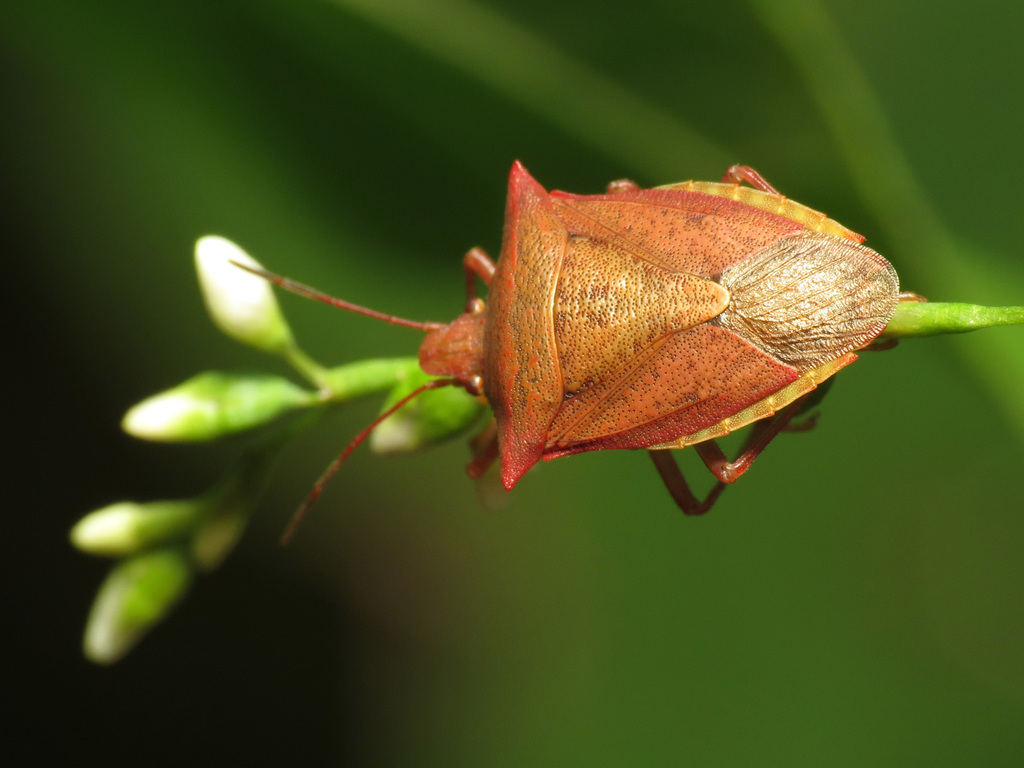 Brown Stink Bug (Euschistus Ictericus) (Ninnescah Life) · iNaturalist