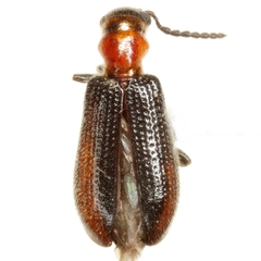 Cymatoderella collaris