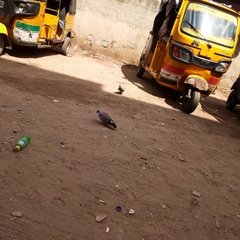 Columba guinea