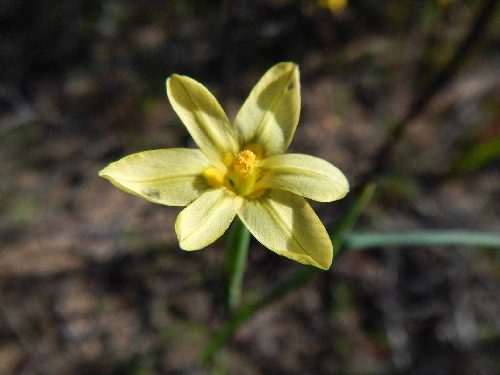 Moraea demissa