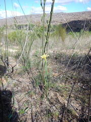 Moraea demissa