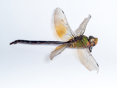 Anax guttatus
