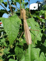 Tenodera sinensis