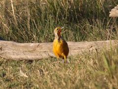 Macronyx capensis colletti