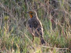 Macronyx capensis colletti