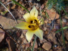 Romulea luteoflora