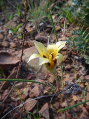 Romulea luteoflora