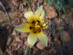 Romulea luteoflora