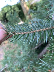 Picea