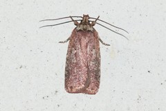 Agonopterix lythrella