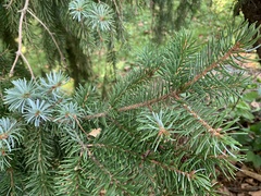 Picea