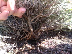 Amphithalea purpurea