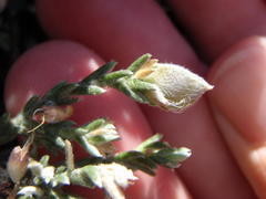 Amphithalea purpurea