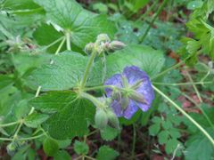 Geranium platyanthum