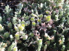 Amphithalea purpurea