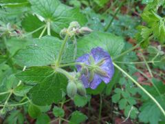 Geranium platyanthum