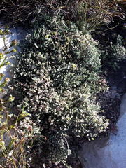 Amphithalea purpurea