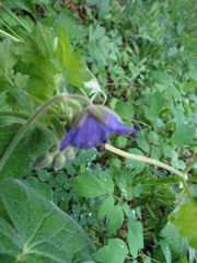 Geranium platyanthum