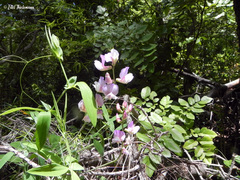 Lathyrus magellanicus