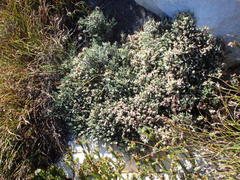 Amphithalea purpurea