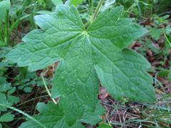 Geranium platyanthum