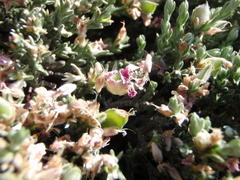 Amphithalea purpurea