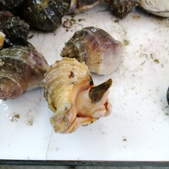 Xanthochorus cassidiformis