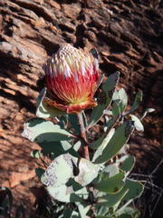 Protea glabra