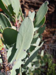 Protea glabra