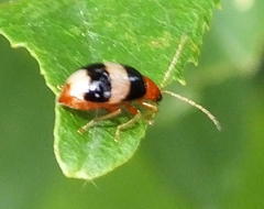 Monolepta melanogaster