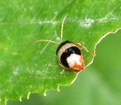 Monolepta melanogaster