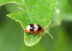 Monolepta melanogaster