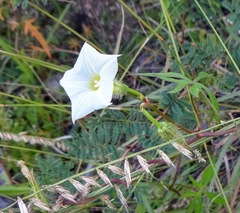 Ipomoea barbatisepala