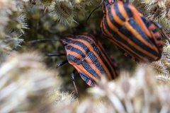 Graphosoma italicum italicum