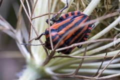 Graphosoma italicum italicum