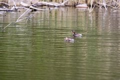 Tachybaptus ruficollis