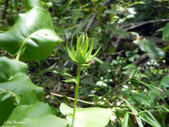 Mutisia macrophylla