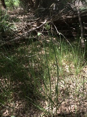 Allium canadense canadense