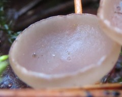 Ciboria