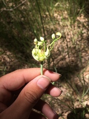 Allium canadense canadense