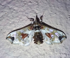 Lineodini