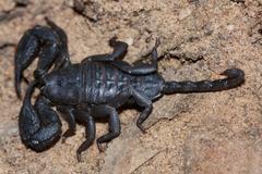 Opisthacanthus capensis